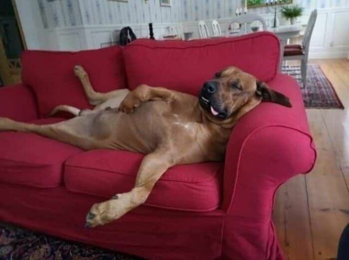 30 Adorable Dog Photos From “Cute Animal Photos To De-Stress” That Are Guaranteed To Brighten Your Day (New Pics)