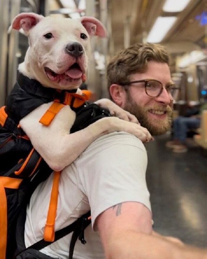 This Content Creator Carries Shelter Dogs Around NYC In A Backpack To Help Them Get Adopted This Content Creator Carries Shelter Dogs Around NYC In A Backpack To Help Them Get Adopted