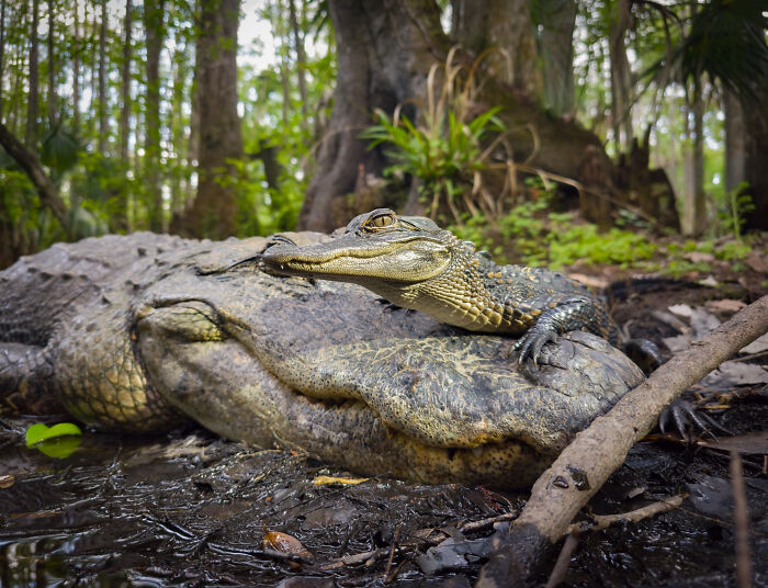 Detailed wildlife photo of two alligators resting in a forest setting