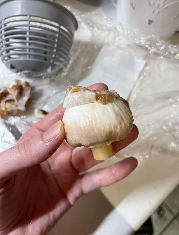 Hand holding a mushroom with a discolored cap, showing cooking myths about ingredient freshness and quality