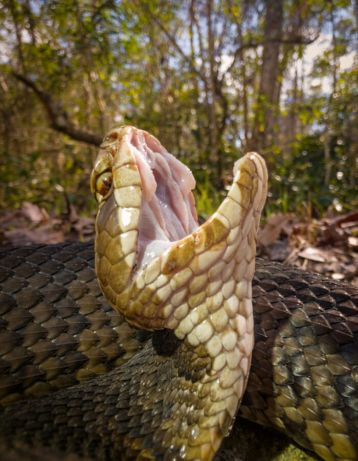 Macro wildlife photo of a snake with open mouth in forest setting captured with smartphone