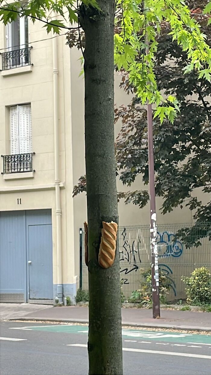 A tree with a bizarre baguette stuck to its trunk, a truly strange sight.