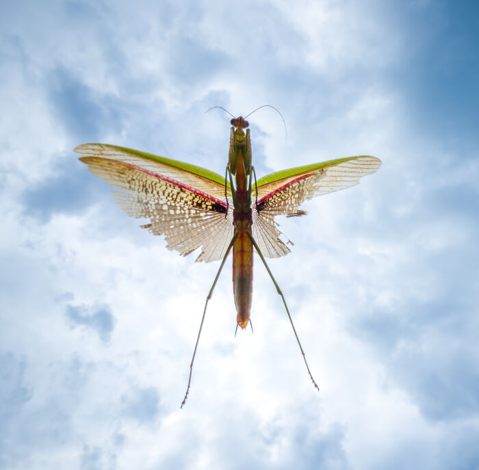 Close-up of a detailed praying mantis with spread wings against a cloudy sky in wildlife photo