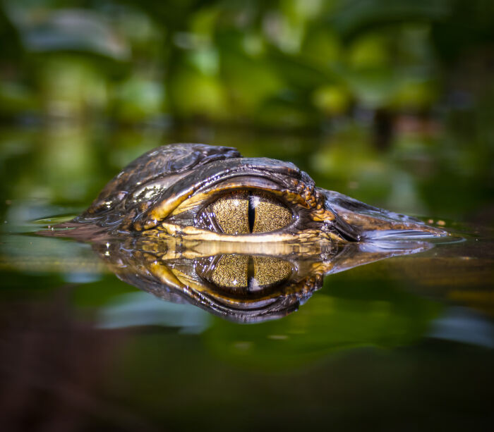 Macro wildlife photo of crocodile eye above water reflecting surroundings
