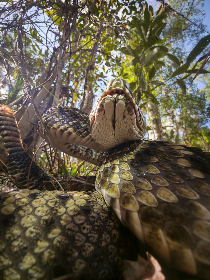 Close-up wildlife photo of snake coiled and looking up in forest undergrowth
