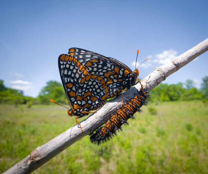 Sharp wildlife photo of butterfly and caterpillar on a branch in nature