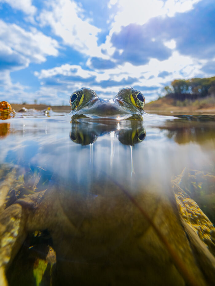 Close-up wildlife photo of frog eyes above water with reflection and blue sky