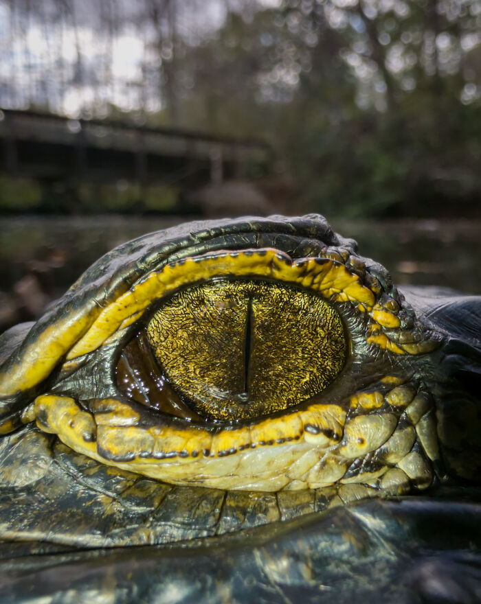 Close-up wildlife photo of a reptile's textured eye with yellow markings in a natural environment