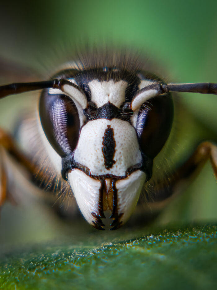 Extreme close-up wildlife photo of a wasp's face with detailed eyes and antennae