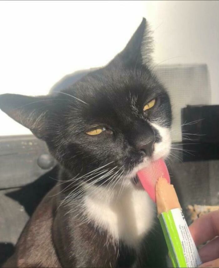 Black and white cat licking a snack tube close-up food obsessed cat