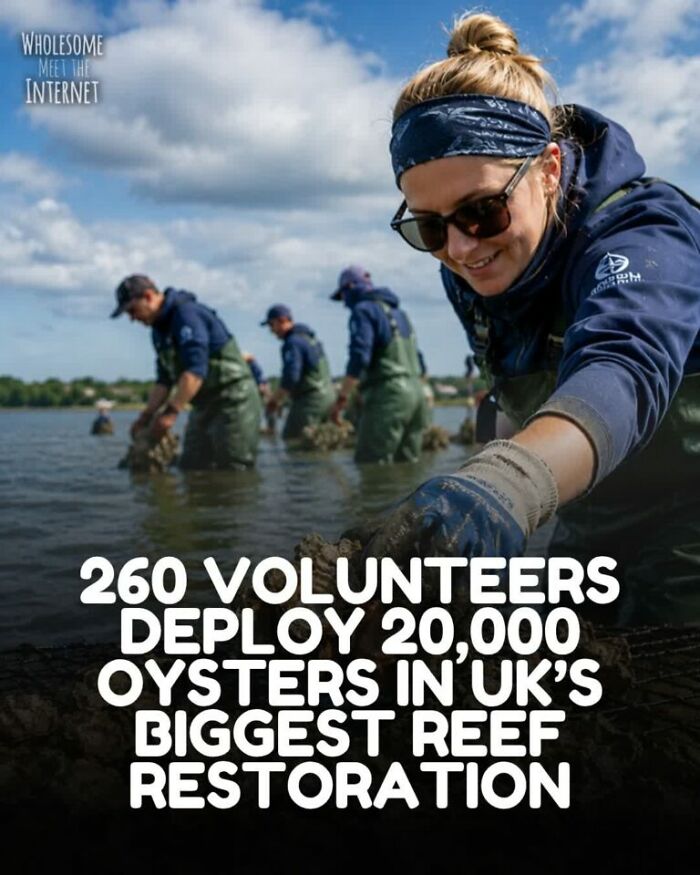 Wholesome meets the internet 260 volunteers deploy 20,000 oysters for UK reef restoration