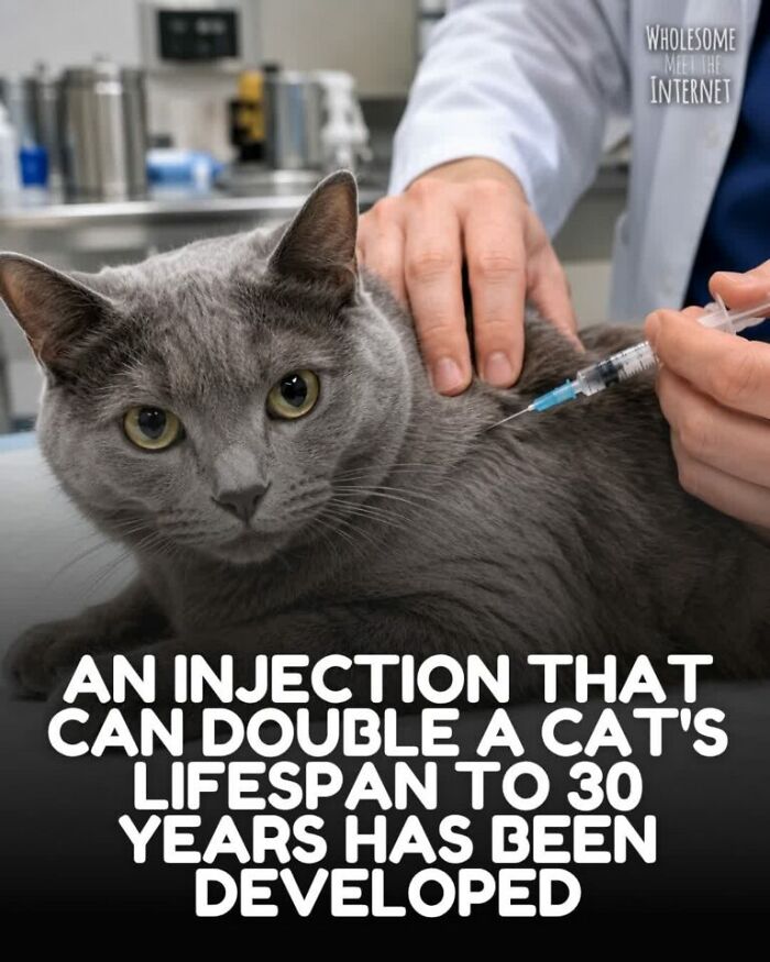 Injection developed that can double a cat's lifespan to 30 years