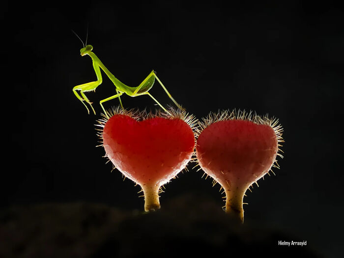 An incredibly detailed insect photo featuring a praying mantis perched on two red, heart-shaped fungi, taken with a smartphone.
