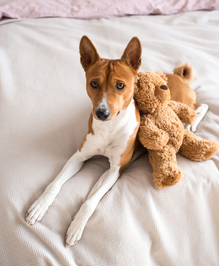 Basenji dog lying on bed with teddy bear