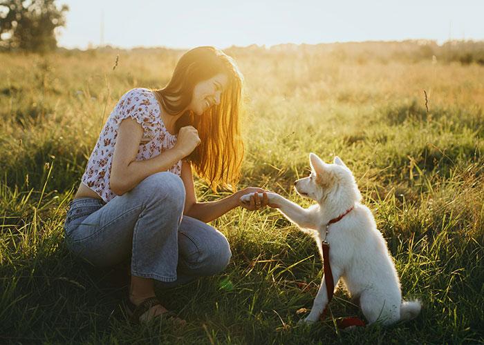 Woman training quiet dog breed puppy in grassy field at sunset