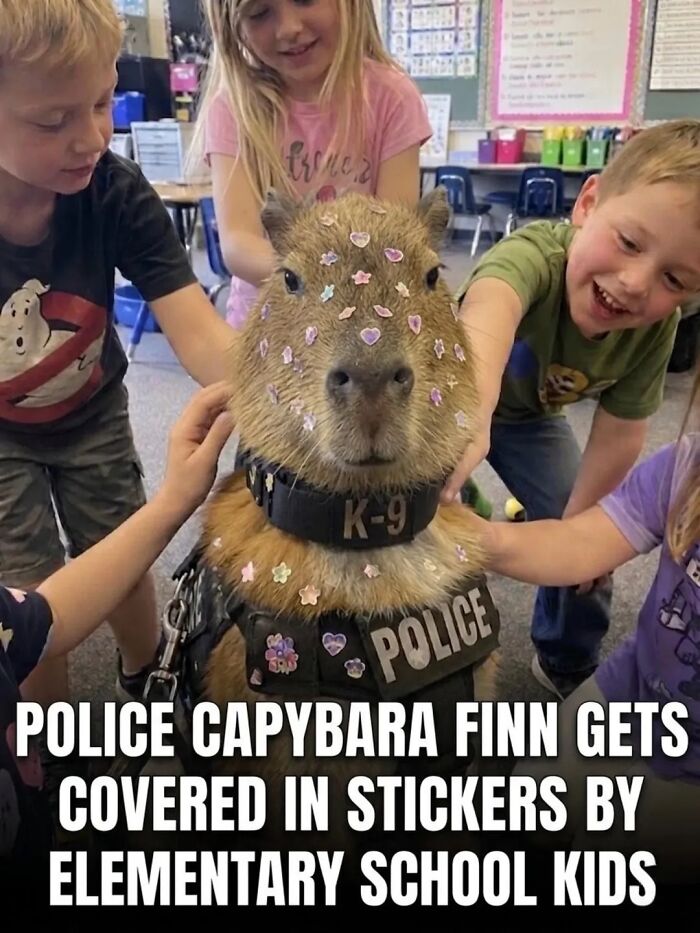25 Funny And Wholesome Capybara Stories Shared By This Page That Prove These Giant Rodents Are The Internet’s Favorite Animals