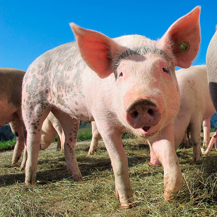 Close-up of a pig outdoors under blue sky representing spoiled pig syndrome Close-up of a pig outdoors under blue sky representing spoiled pig syndrome