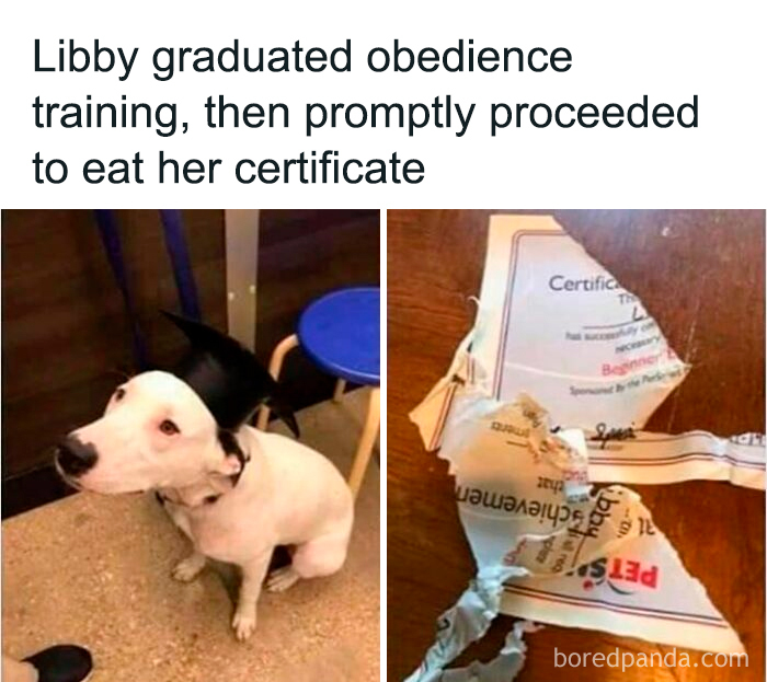 Irony showed as dog eats its obedience training certificate after graduation