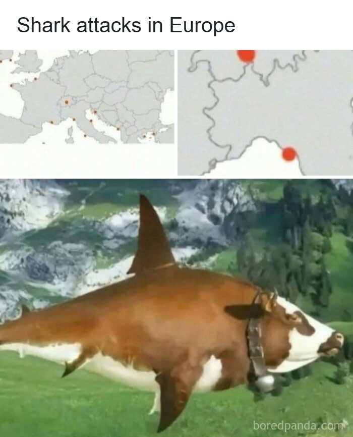 A humorous meme depicting a shark with a cow's head and body, relating to funny memes.