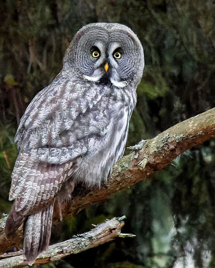 A majestic great grey owl perched on a branch, showcasing the beauty of a rare bird photo.