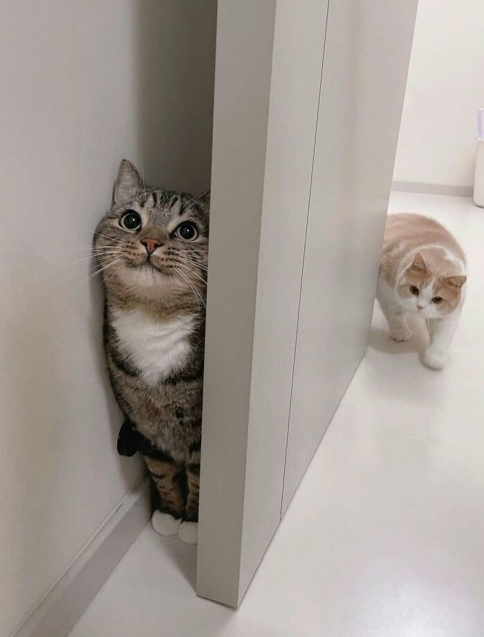 63 Adorable Cat Photos Shared By “Cute Animal Photos To De-Stress” That Are Guaranteed To Brighten Your Day