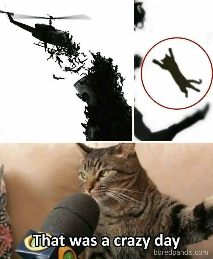 Hilarious memes featuring a cat reporting a crazy day with people falling from a helicopter, for staying sane.
