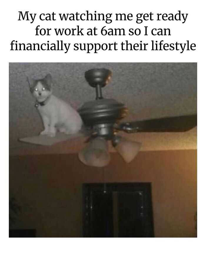 A white cat sitting atop a ceiling fan, with text about financially supporting its lifestyle, a funny animal meme.