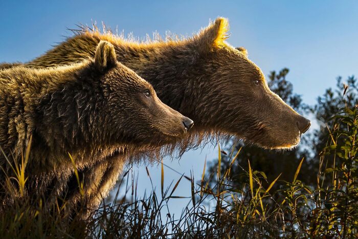 These Stunning Wildlife Photos From Sealegacy Show Why Our Planet Is Worth Protecting (45 Pics)