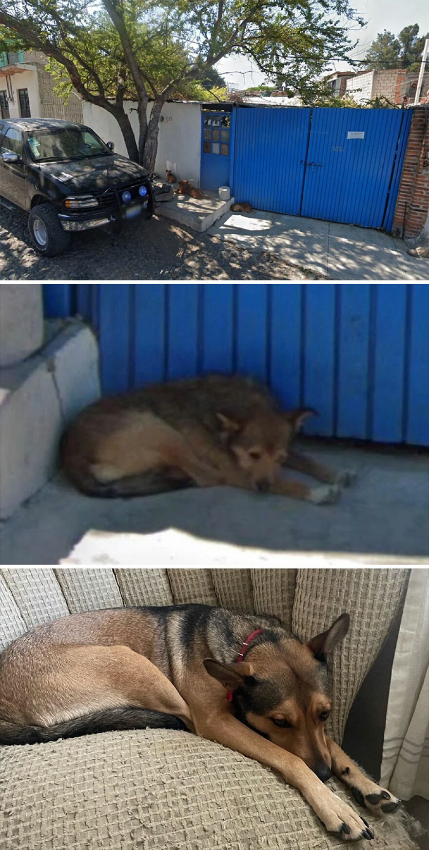 A funny Google Street View photo featuring a sleeping dog next to a blue gate and a dark SUV.
