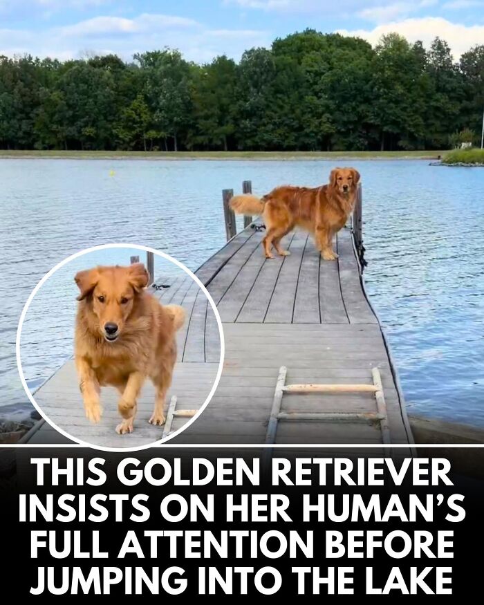 25 New Heartwarming Dog Stories That Prove Kindness Still Exists In The World