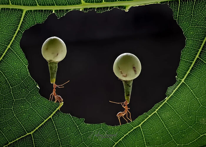 Two ants carrying white, bulbous objects through a hole in a green leaf, showcasing detailed insect photos from a smartphone.