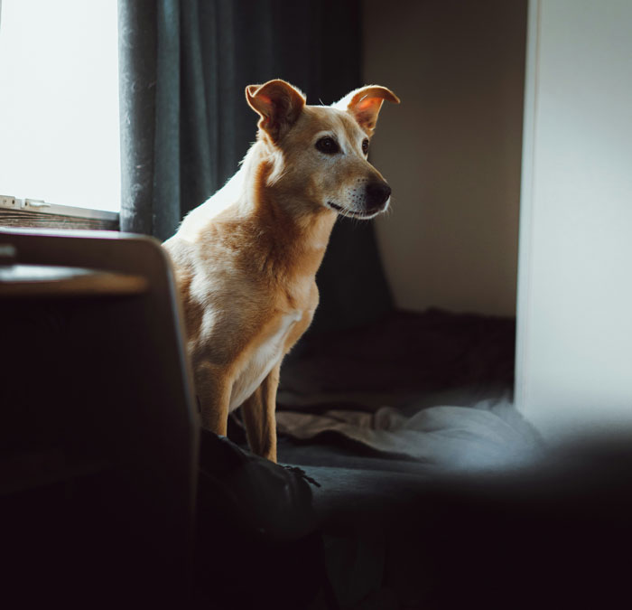 Dog sitting indoors looking pensively near window in mysterious setting