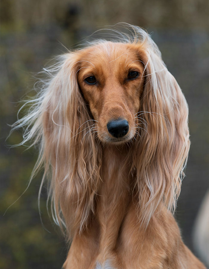 Close-up of a quiet long-haired dog breed