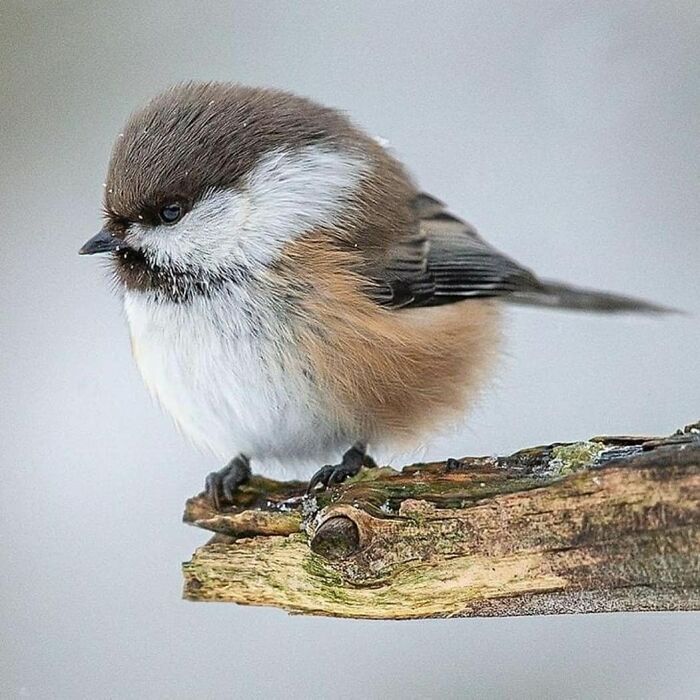Rare bird photos: A fluffy, brown, white, and black bird perched on a branch on a snowy day.