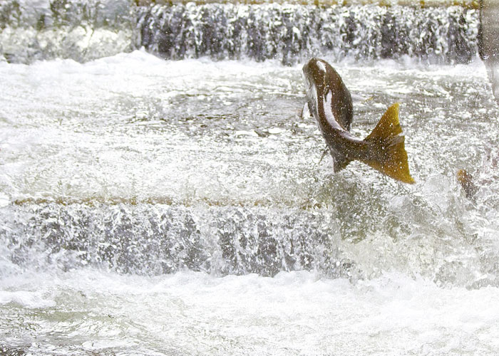 A fish jumping out of rushing water, an unserious solution to a serious problem.