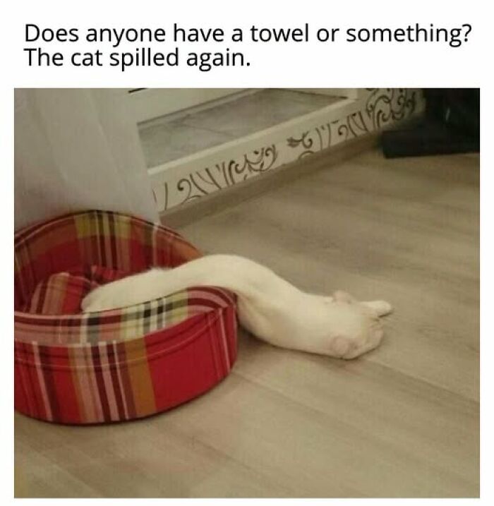 Entertaining cat memes: A white cat spilling out of its cat bed onto the floor, looking like a liquid.