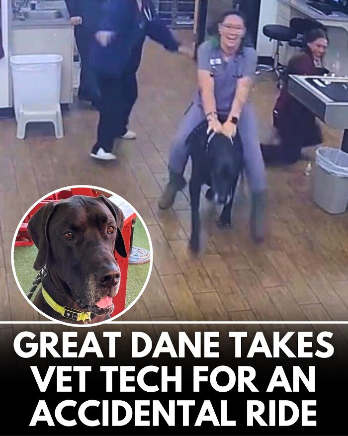 25 New Heartwarming Dog Stories That Prove Kindness Still Exists In The World