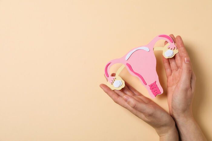Hands holding paper model of female reproductive system
