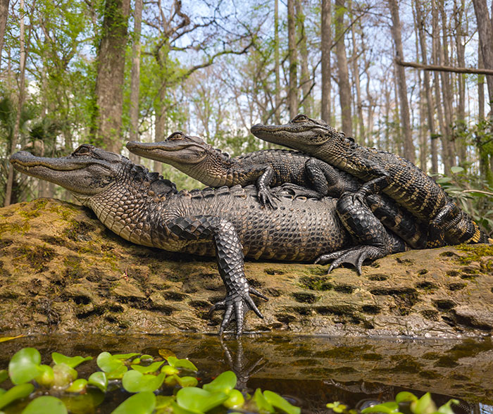 Wildlife photo of three alligators resting on a log in a forest