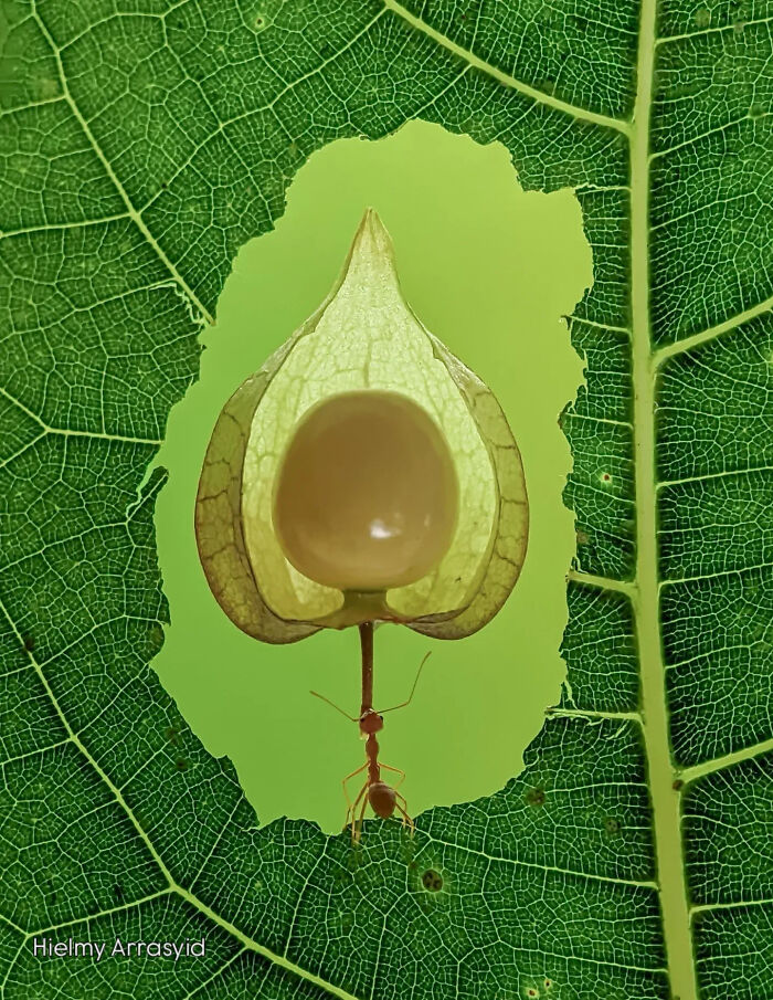 An incredibly detailed insect photo of a tiny ant beneath a translucent plant pod, framed by a green leaf, shot with a smartphone.