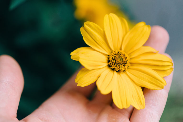 Close-up of hand holding a yellow flower with green background