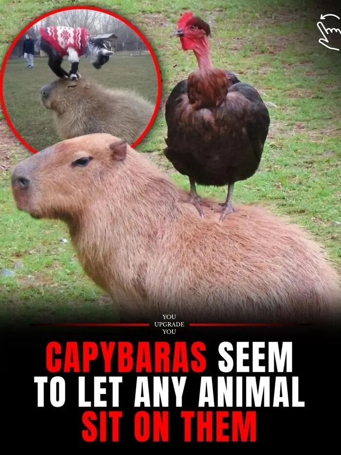 25 Funny And Wholesome Capybara Stories Shared By This Page That Prove These Giant Rodents Are The Internet’s Favorite Animals