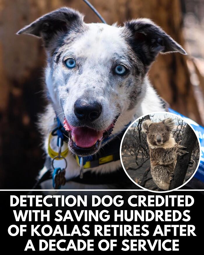 25 New Heartwarming Dog Stories That Prove Kindness Still Exists In The World