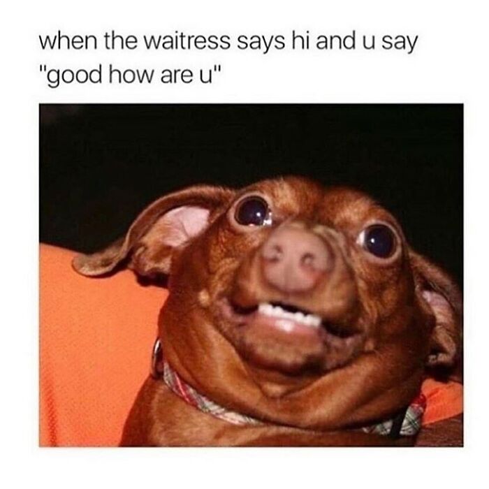 Funny meme dog awkwardly saying good how are you to waitress