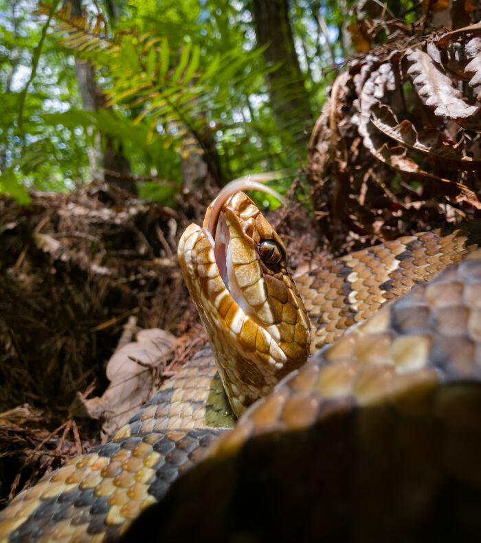 Macro wildlife photo of a snake with tongue extended in a forest setting