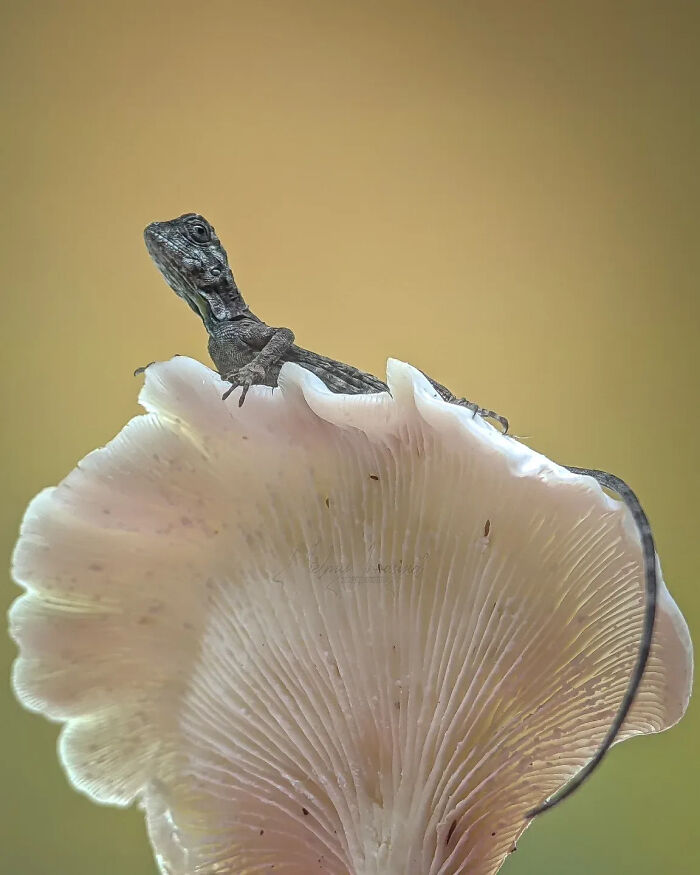 A detailed insect photo captures a small lizard on a delicate white mushroom cap, taken with a smartphone.