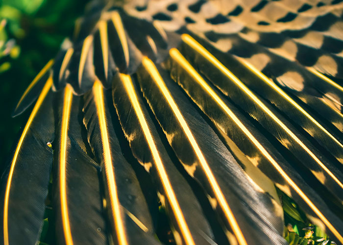Close-up of bird feathers representing legal offense