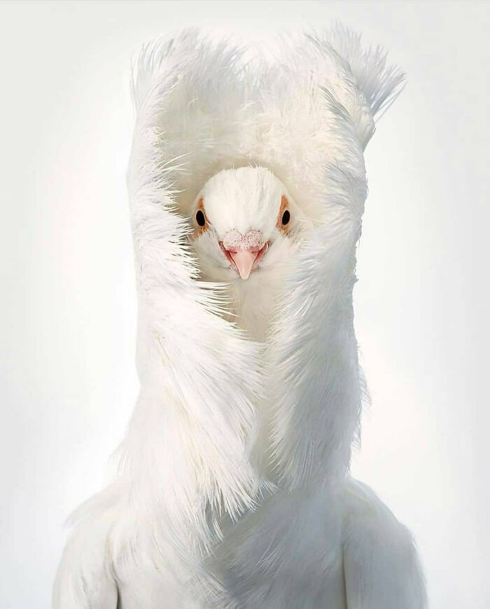 Rare bird photos capture a unique white pigeon with a feathery head, showcasing the beauty of nature.
