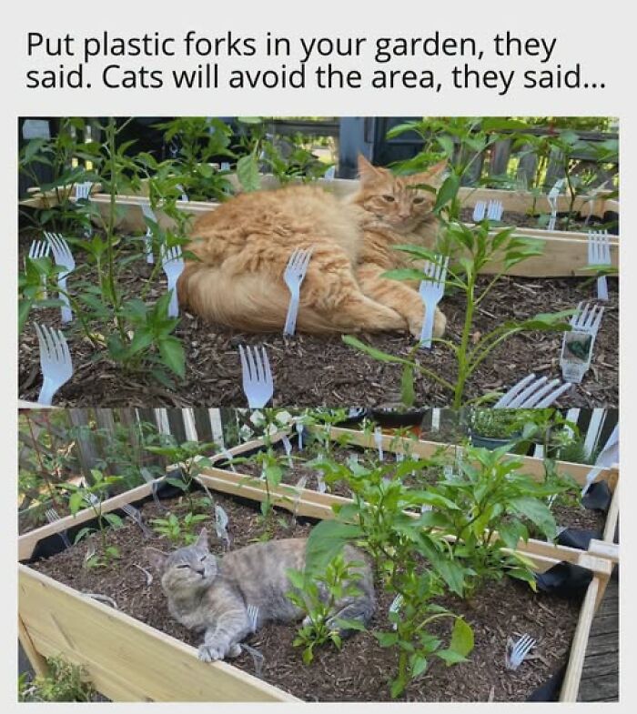 Entertaining cat memes: Two cats relaxing in a garden despite plastic forks meant to deter them.