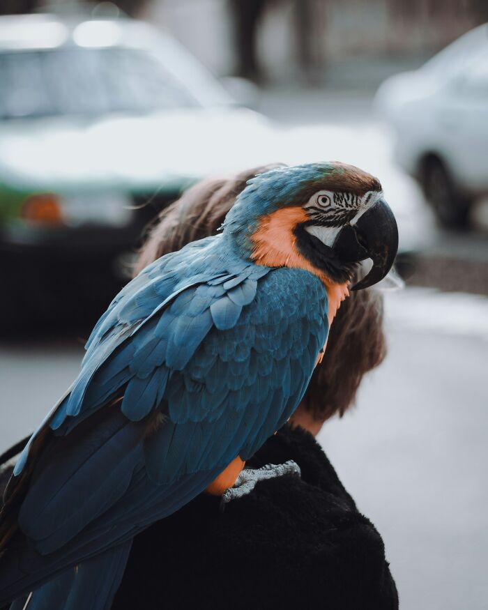 A blue and orange parrot perched on a person's shoulder, an unusual plane interaction.